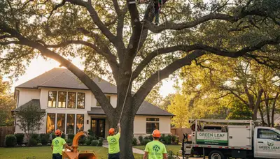 Arborist pruning oak tree branches in Atlanta, GA for professional tree shaping and health maintenance