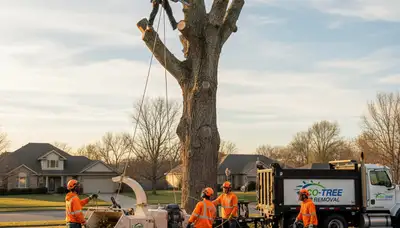 Certified arborists performing safe tree removal in Atlanta, GA yard