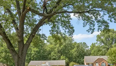 Professional tree removal service crew working safely in Atlanta, GA neighborhood yard