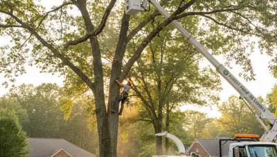 Professional tree removal service in Atlanta GA safely cutting and clearing large trees
