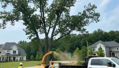 Professional tree removal service in Atlanta GA by certified arborists