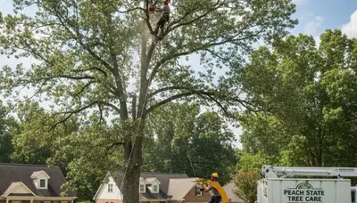 Professional tree removal service in Atlanta GA safely cutting large oak tree