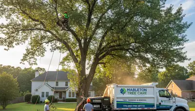 Professional tree removal service in Atlanta GA safely cutting and clearing large backyard oak tree