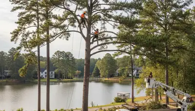 Professional tree removal service crew working safely in Atlanta, GA neighborhood