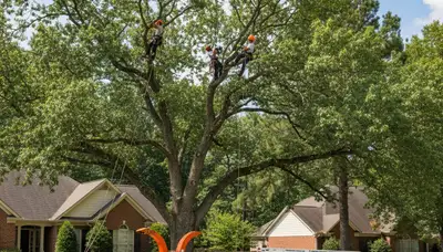 Professional tree removal service in Atlanta GA safely clearing residential property trees
