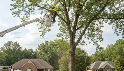 Professional tree removal service in Atlanta GA by certified arborists at Tree Services Atlanta Georgia
