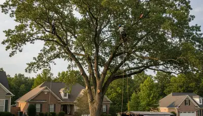 Professional tree removal service in Atlanta GA by certified arborists