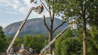 Professional tree removal service in Atlanta GA safely cutting and clearing residential trees