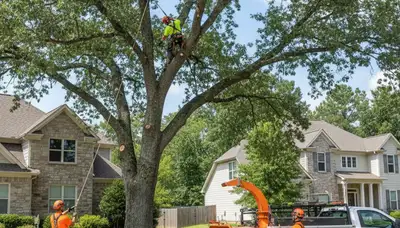 Professional tree removal service in Atlanta GA safely cutting and clearing residential trees