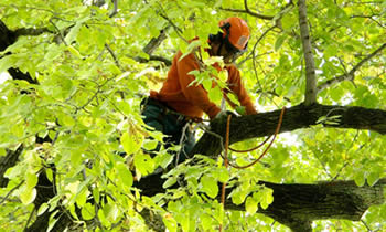 Tree Trimming in Atlanta GA Tree Trimming Services in Atlanta GA Tree Trimming Professionals in Atlanta GA Tree Services in Atlanta GA Tree Trimming Estimates in Atlanta GA Tree Trimming Quotes in Atlanta GA